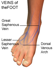 Successful cannulation of a peripheral vein requires proper site
