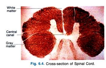 Cross-section of Spinal Cord