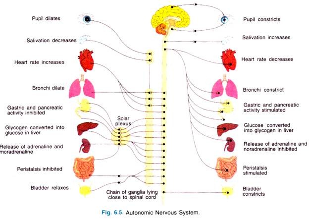 Automatic Nervous System